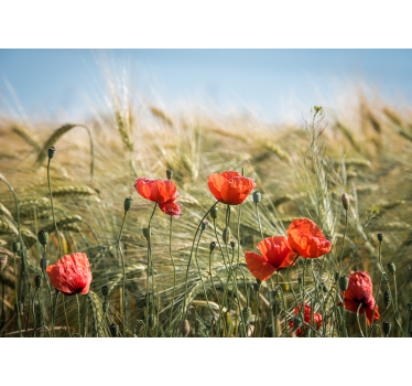 Store enrouleur bureau coquelicots dans le blé d'été - TenStickers