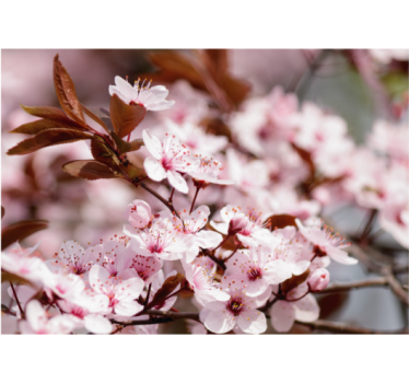 Store enrouleur bureau fleurs de cerisier - TenStickers