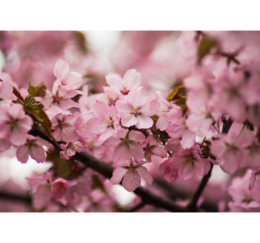 Store enrouleur bureau fleurs de cerisier rose - TenStickers