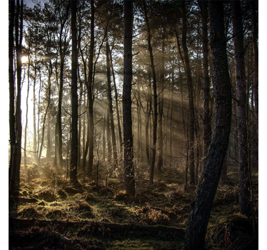Store enrouleur bureau lever de soleil en forêt - TenStickers