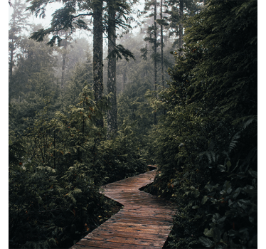 Store enrouleur bureau chemin nature en forêt - TenStickers