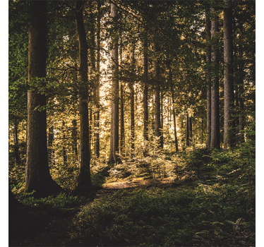 Store enrouleur bureau forêt de midi nature - TenStickers