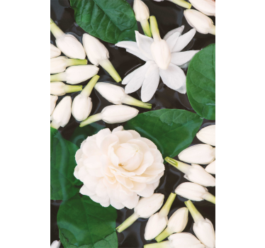 Store style belles fleurs de couleur blanche - TenStickers