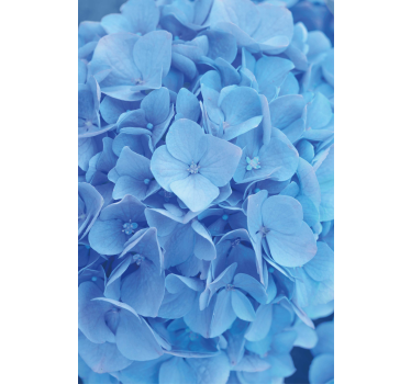 Stores avec fleurs Hortensia - TenStickers