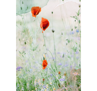 Stores avec fleurs Coquelicots rouges tachés - TenStickers