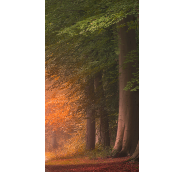 store original prodigieuse forêt fantastique - TenStickers