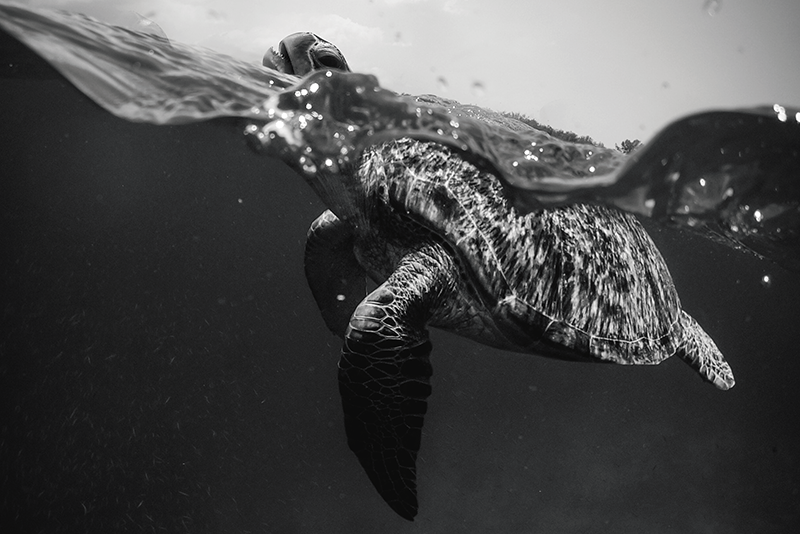 Set de table design bois scène sous-marine tortue - TenStickers