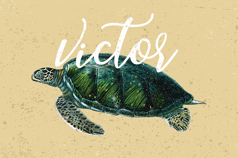 set de table tortue Tortue de mer avec nom - TenStickers