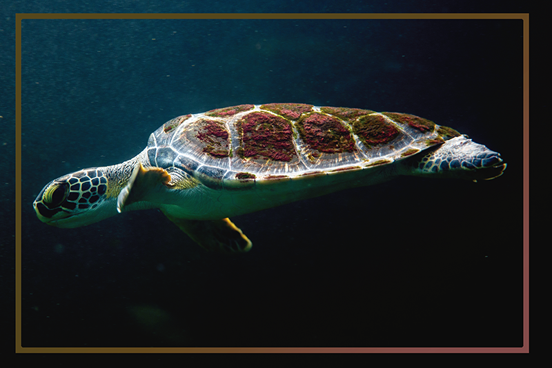 set de table tortue Tortue qui nage - TenStickers