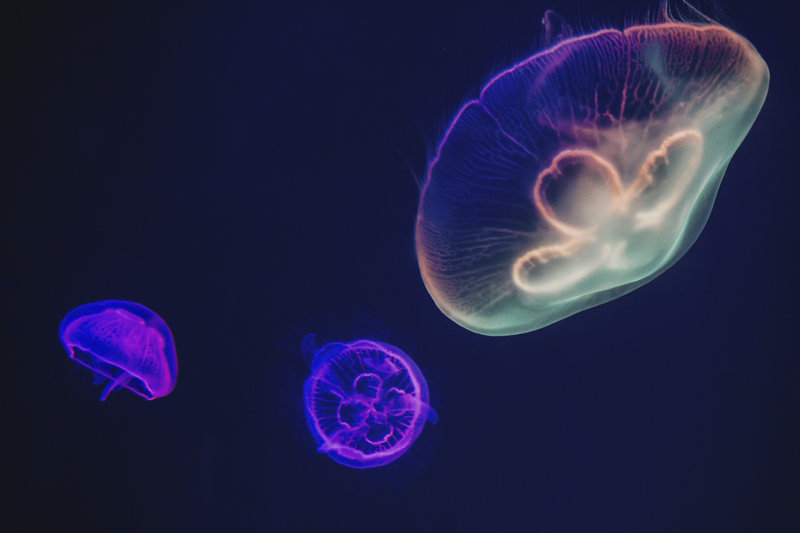 Set de table design méduse colorée - TenStickers