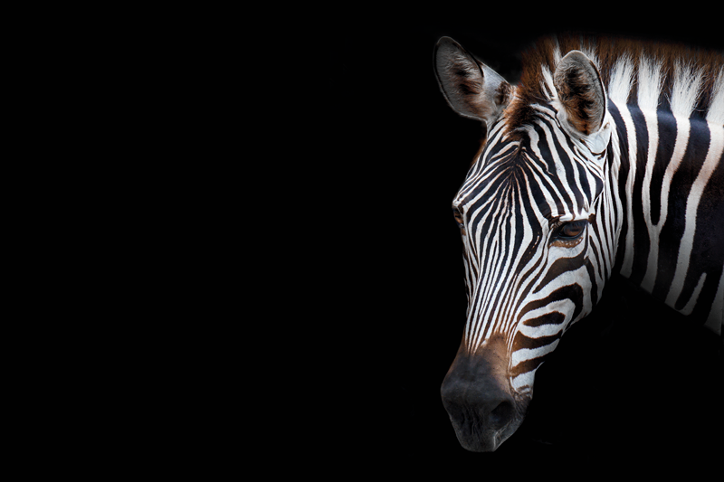 Set de table original tête de zèbre en gros plan - TenStickers