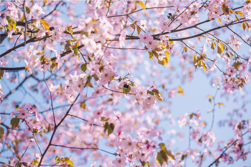 Set de table design bois fleurs de cerisier en fleur - TenStickers