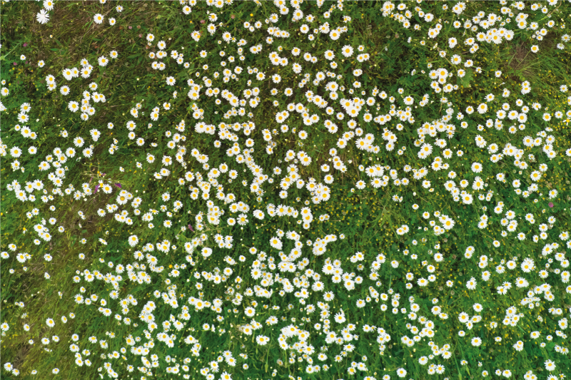 Set de table design bois motif fleurs fraîches - TenStickers