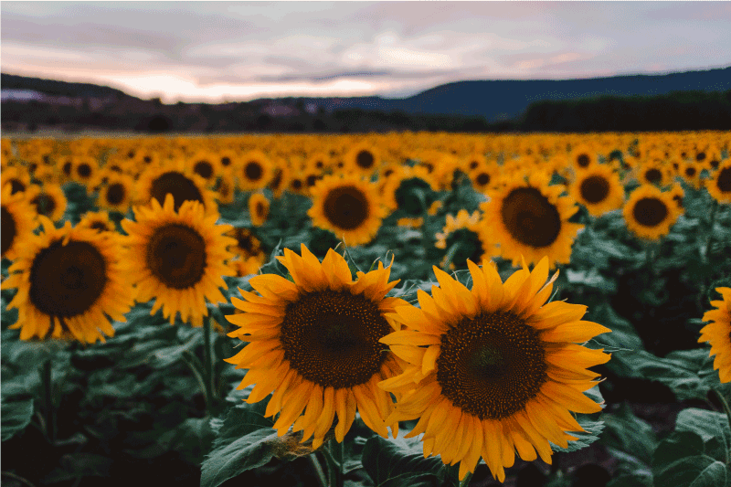 Set de table design elegant Champ de tournesol - TenStickers