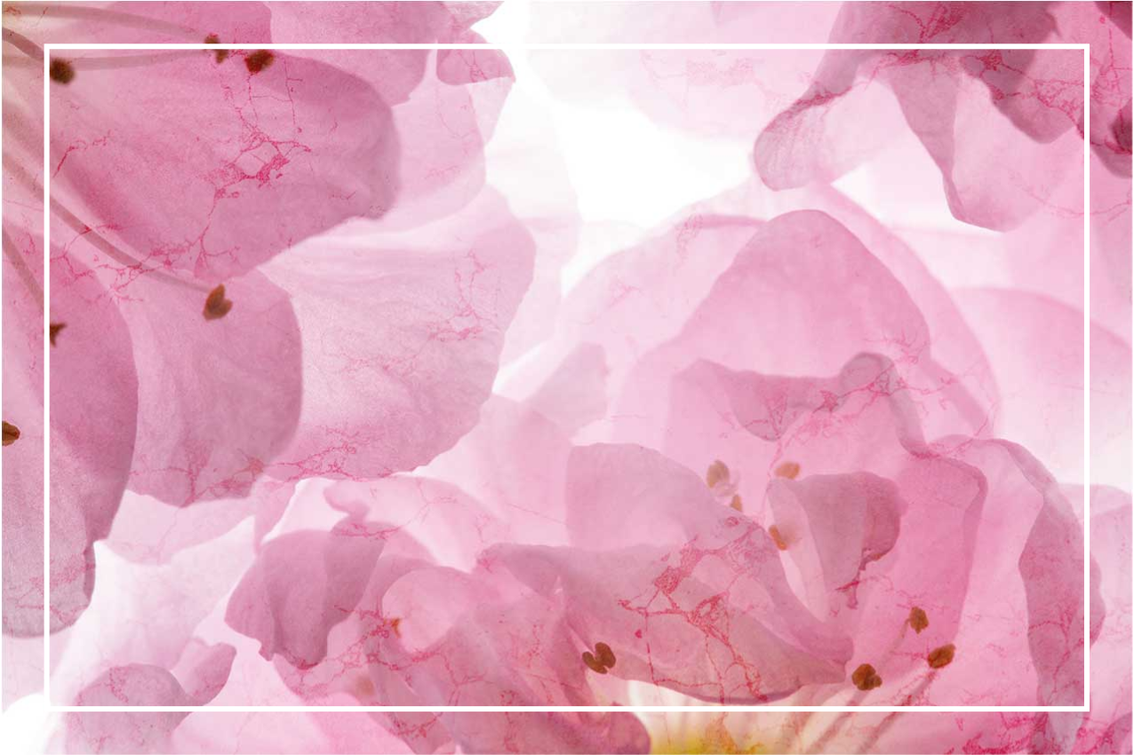 Set de table design élégant motif floral doux - TenStickers