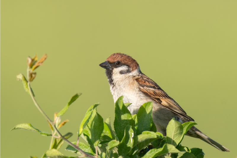 Set de table moderne oiseau sur vert - TenStickers