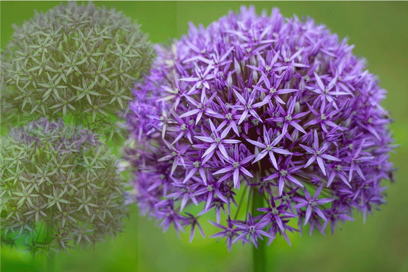 Set de table design bois fleurs violettes éclatantes - TenStickers