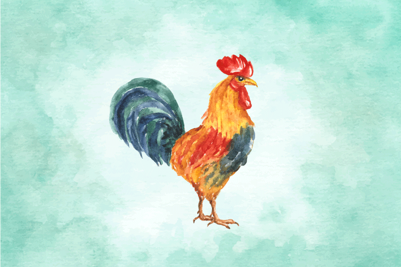 Set de table original illustration de coq coloré - TenStickers