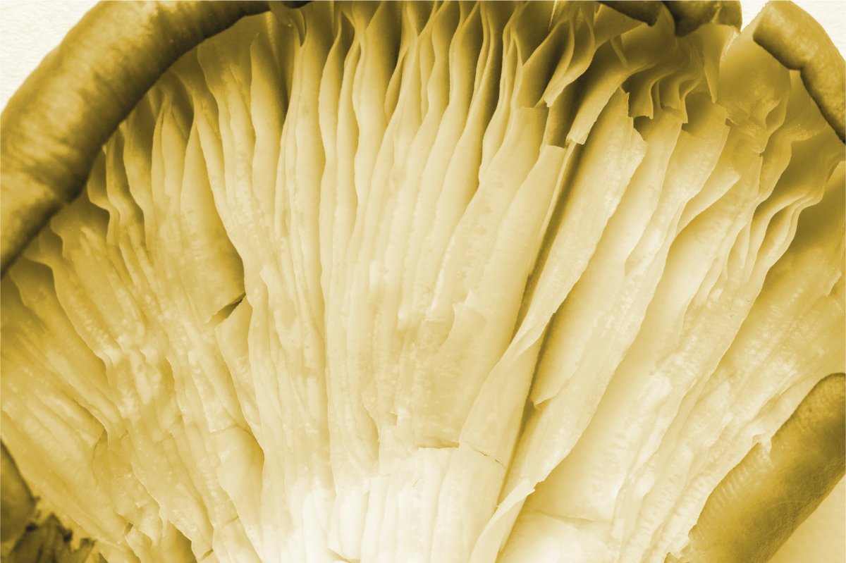 Set de table design bois feuilles courbées - TenStickers