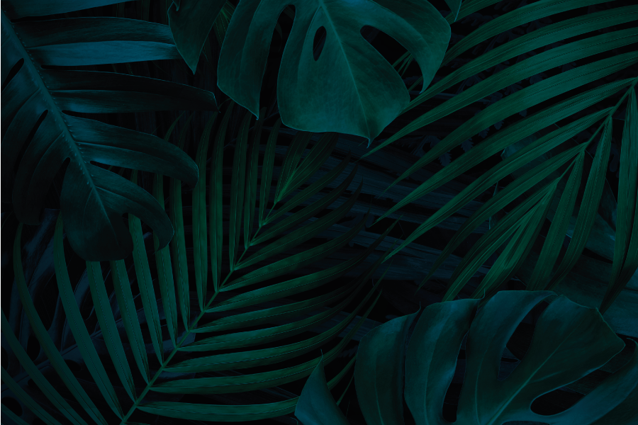 Set de table design bois feuille tropicale - TenStickers