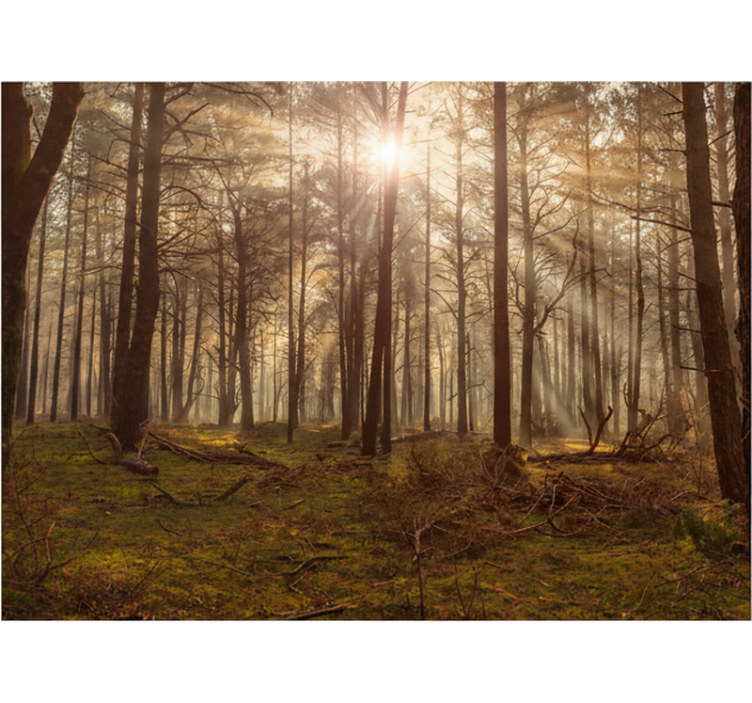Papier peint forêt salon de la faune dorée - TenStickers