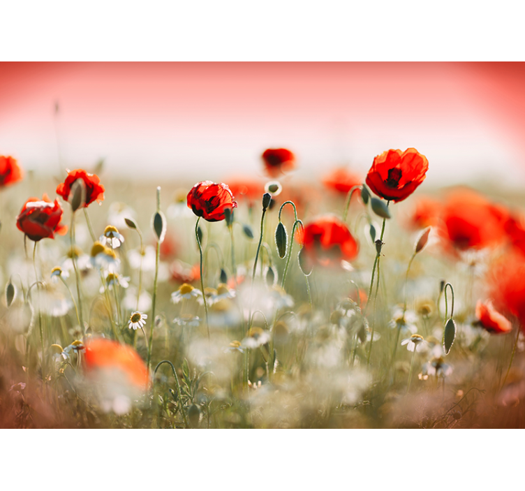 Papier peint fleuri coquelicots - TenStickers