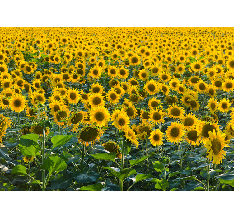 énorme mur de champ de tournesols - TenStickers