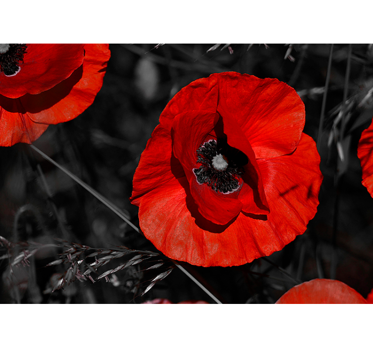 Photo murale Fleur rouge  - TenStickers