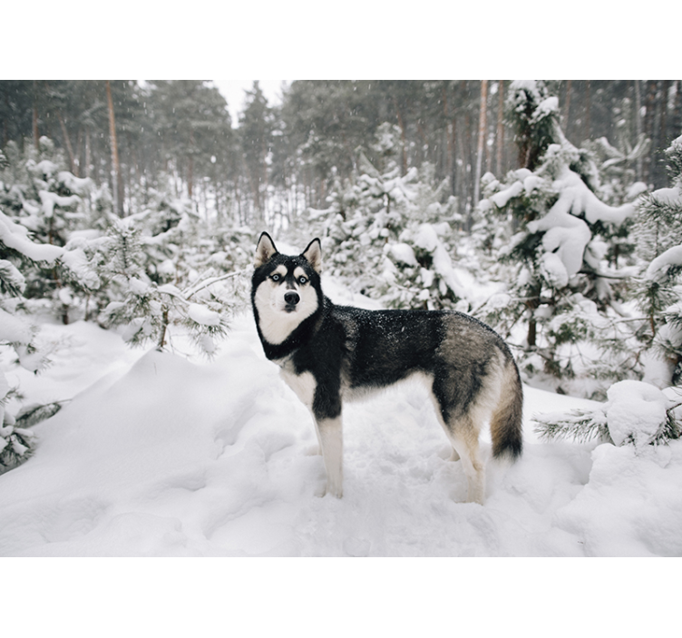 Papier peint forêt d'hiver et chien husky - TenStickers