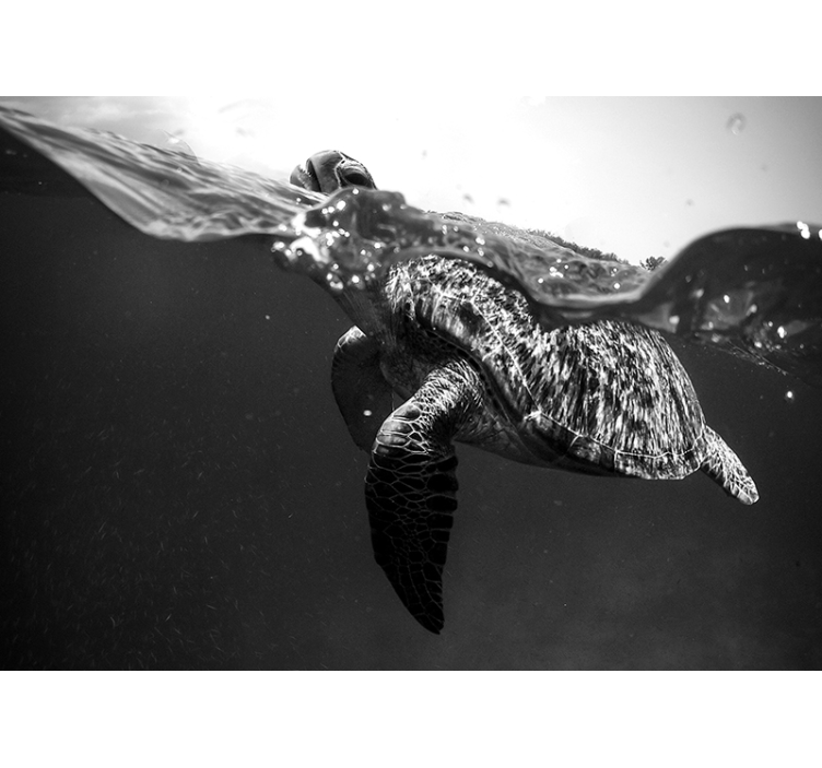 Photo murale Tortue noire et blanche nageant - TenStickers