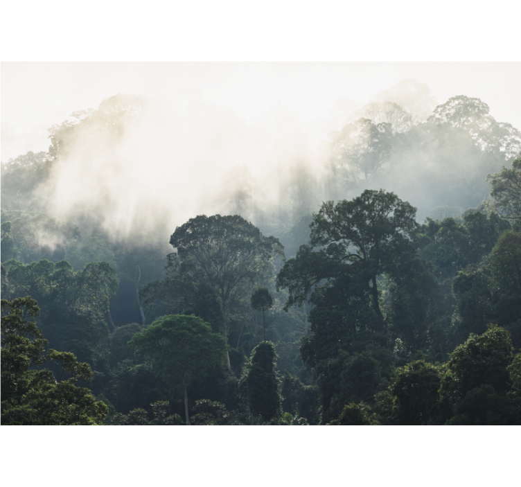 Tapisserie nature vue sur la forêt brumeuse - TenStickers