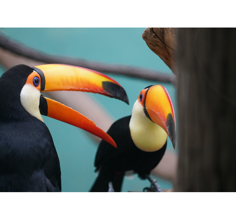 Tapisserie animaux couple d'oiseaux toucans - TenStickers