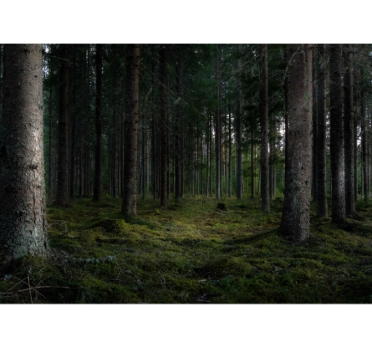 Tapisserie forêt scène de forêt luxuriante - TenStickers