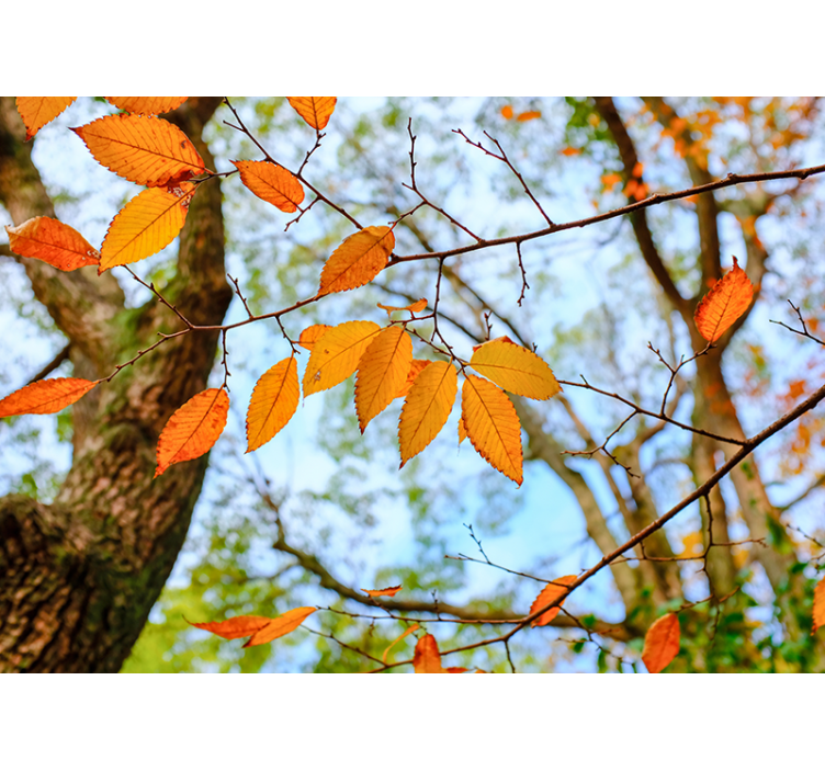 Tapisserie arbre branche de feuilles d'automne - TenStickers