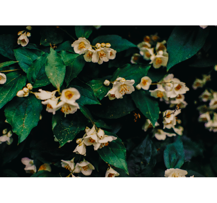 Tapisserie fleur fleurs blanches délicates - TenStickers