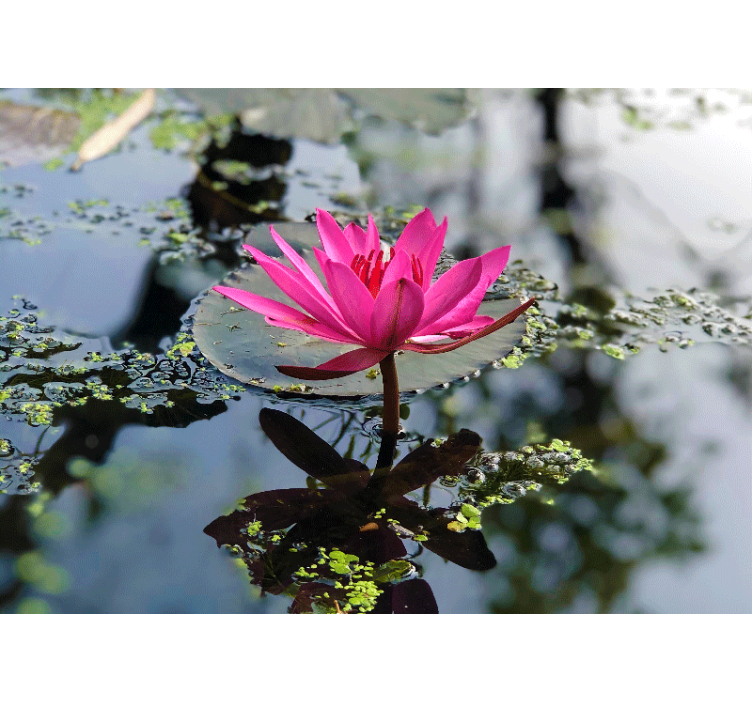 Tapisserie coquelicots lotus rose élégant - TenStickers