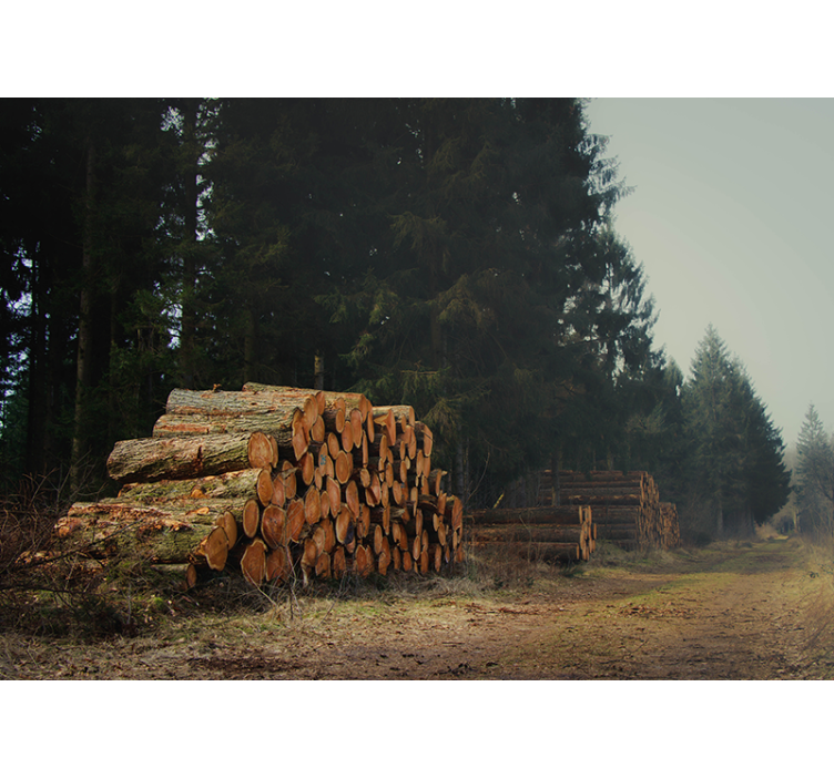 Papier peint forêt piles de bois dans la forêt - TenStickers
