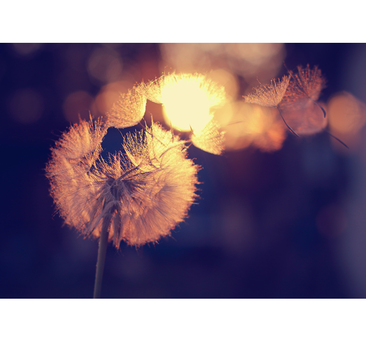 Tapisserie coquelicots lueur du duvet de pissenlit - TenStickers