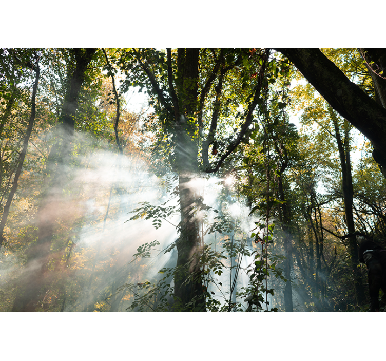 Papier peint forêt ambiance forestière sereine - TenStickers