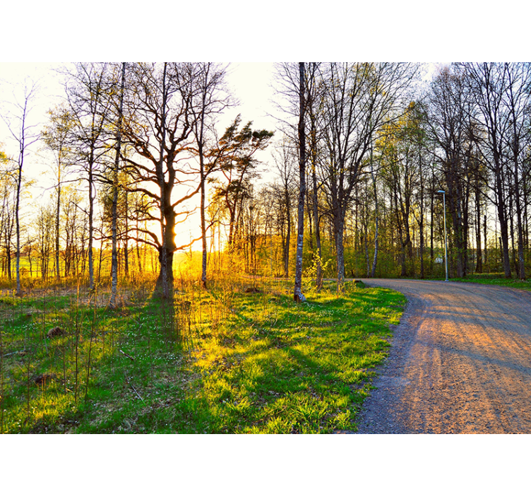Tapisserie nature sentier ensoleillé en forêt - TenStickers