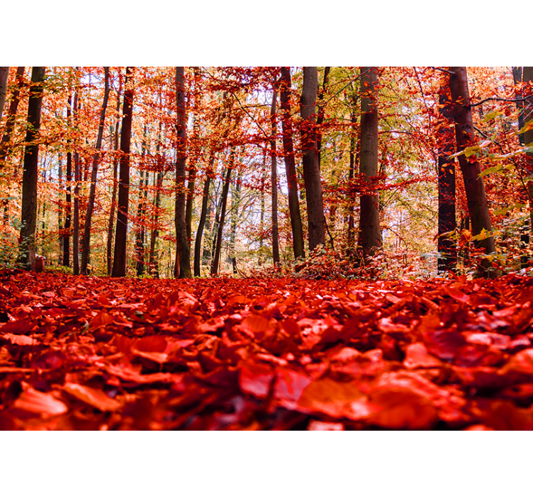 Tapisserie forêt canopée de feuilles d'automne - TenStickers