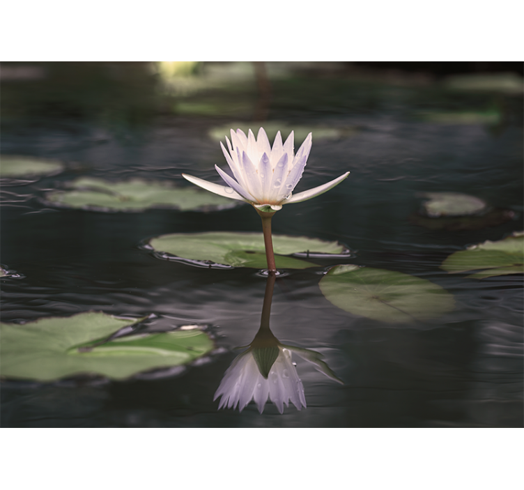 Tapisserie fleur réflexion de fleur de lotus - TenStickers