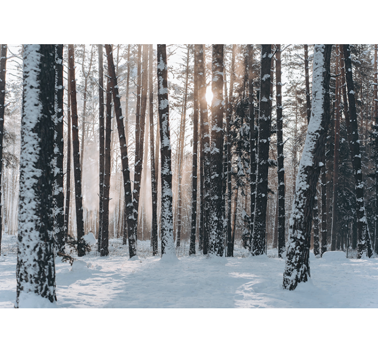 Tapisserie forêt forêts de pins hivernales - TenStickers