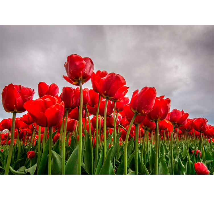 Tapisserie coquelicots champ de tulipes rouges - TenStickers