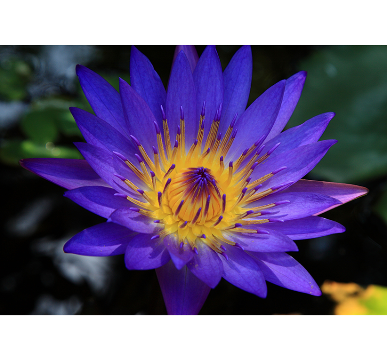 Tapisserie coquelicots fleur de lotus Épanouie - TenStickers