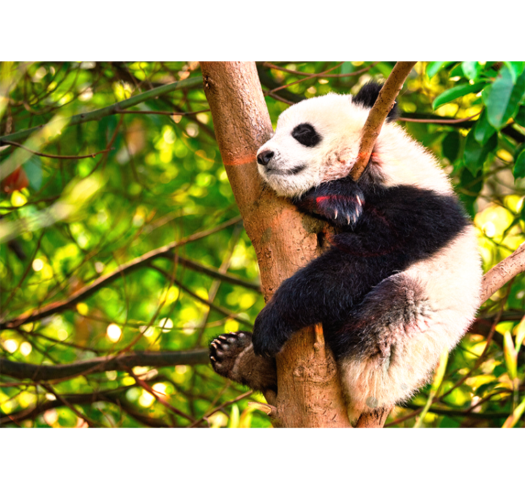Tapisserie animaux bébé panda relaxant - TenStickers