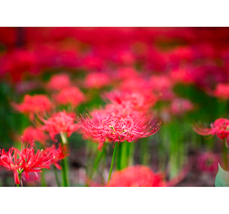 Tapisserie coquelicots fleurs écarlates vives - TenStickers