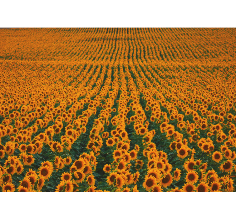 Tapisserie fleur prairie de tournesols - TenStickers