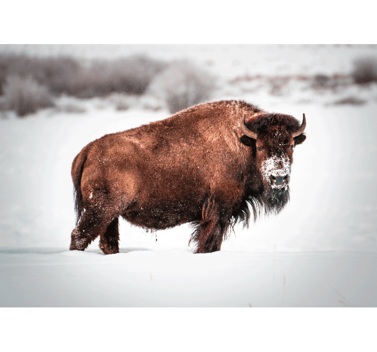 Tapisserie animaux bison majestueux en posture - TenStickers