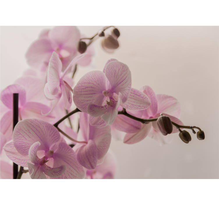Tapisserie orchidée fleurs d'orchidées délicates - TenStickers